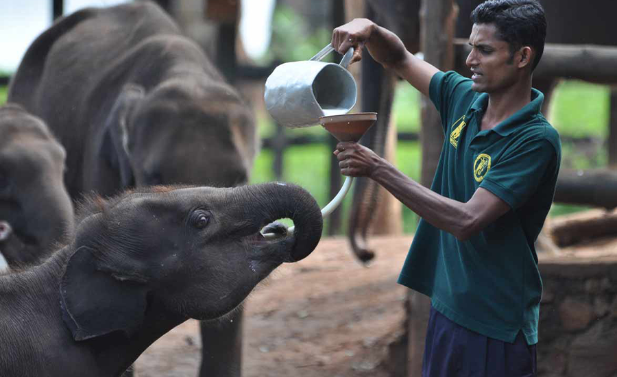 Baby Elephants in Udawalawa Transit Home