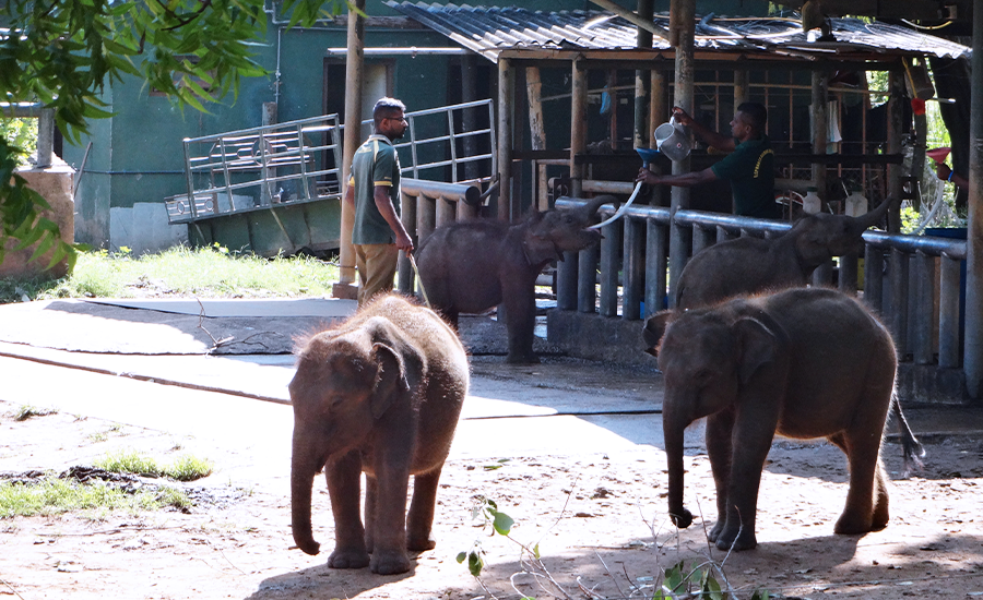 Baby Elephants in Udawalawa Transit Home
