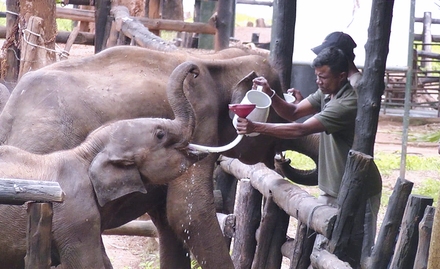 Elephant Drinking milk in Udawalawe Sri Lanka