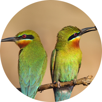 Bee Eaters