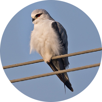 Black Winged Kite