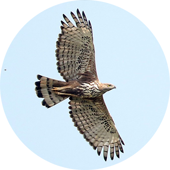 Changeable Hawk Eagle