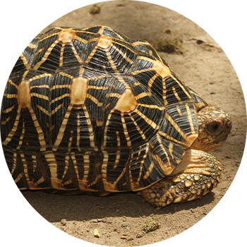 Indian Star Tortoise