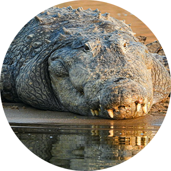 Mugger Crocodile