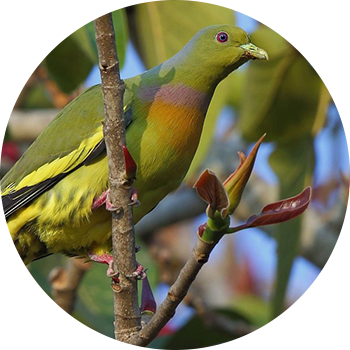 Orange Breasted Green Pigeon