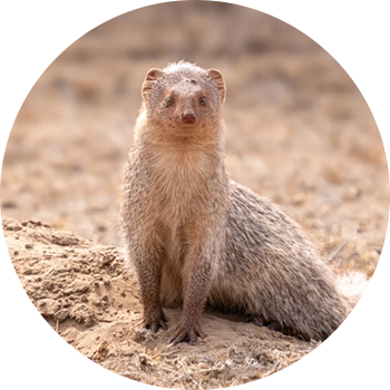 Ruddy Mongoose