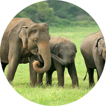 Sri Lankan Elephants