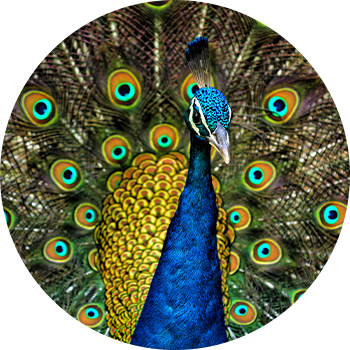 The Indian Peafowl