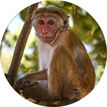 Toque Macaque