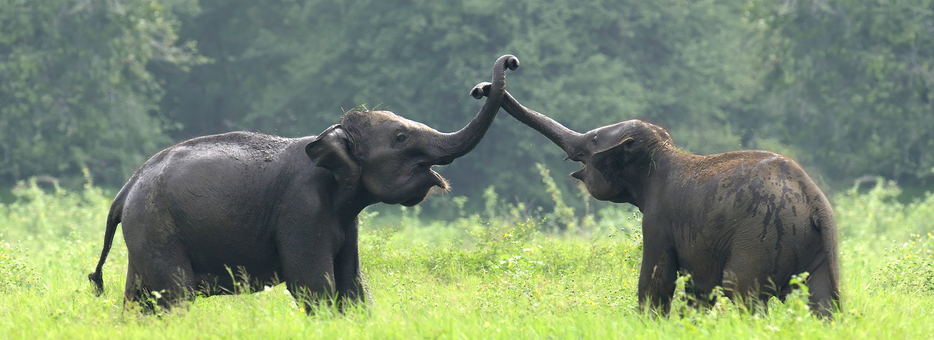 Planning a Udawalawe Safari in Sri Lanka: What You Need to Know