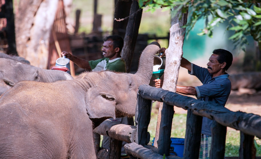 Udawalawe Elephant Transit Home