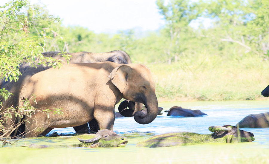 Udawalawe Elephants