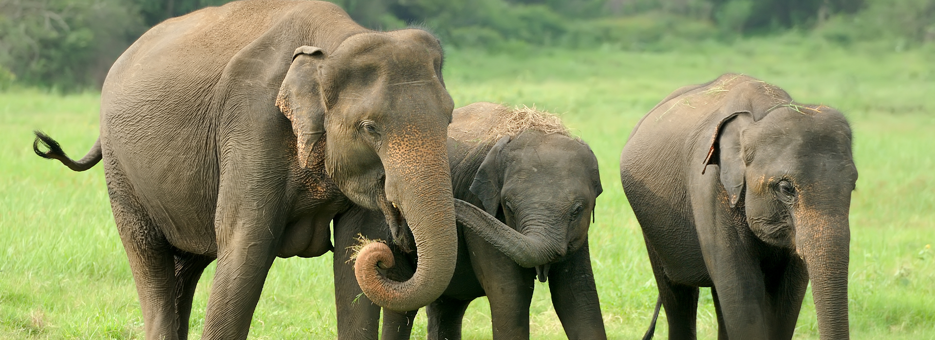Udawalawe National Park