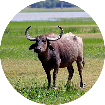 Water Buffalo