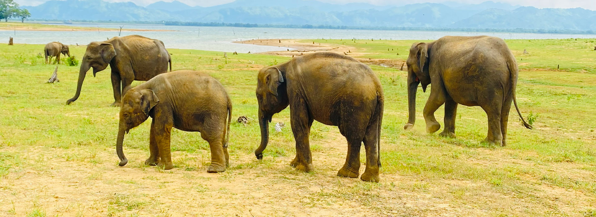 Udawalawe Safari Packages & Prices