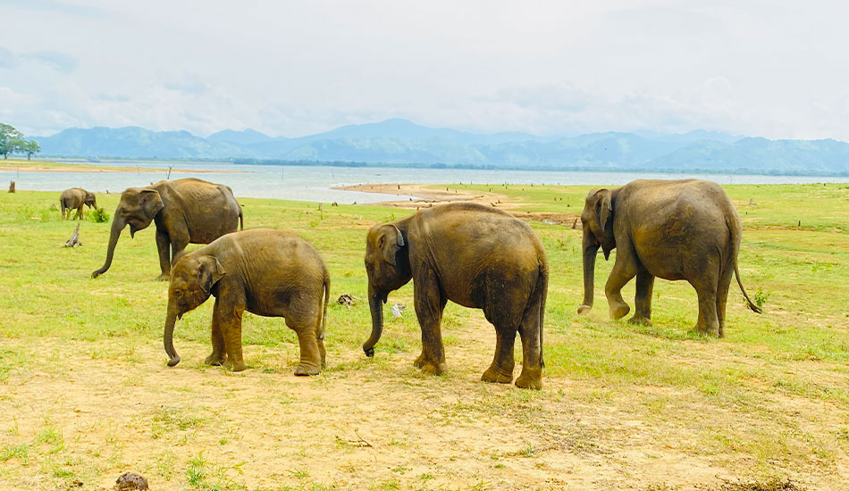 Choose Your Safari Package