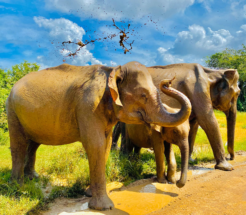 Sri Lankan Thunpath Rena