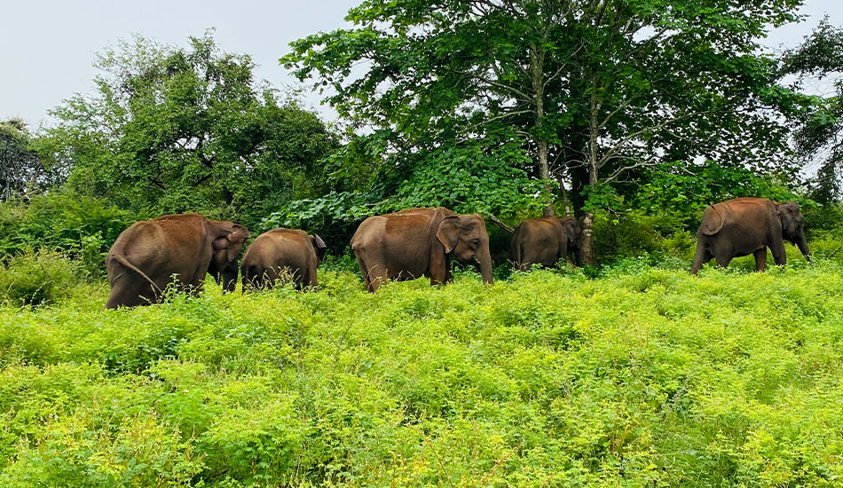 Udawalawe Safari Experiences