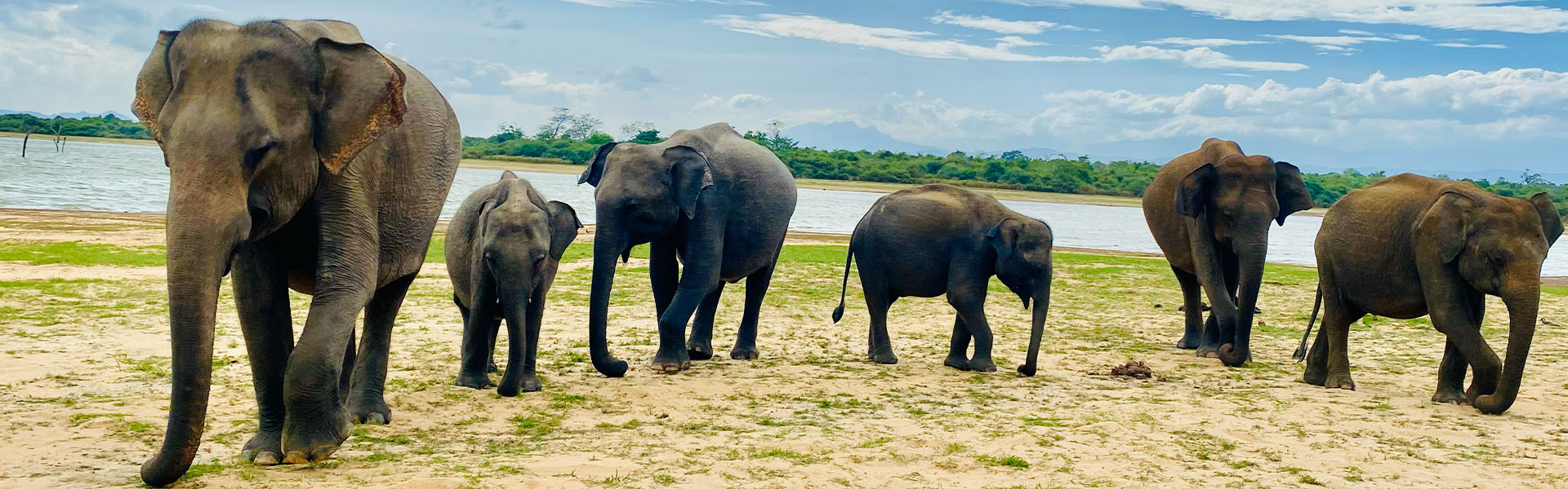 udawalawa-safari-booking